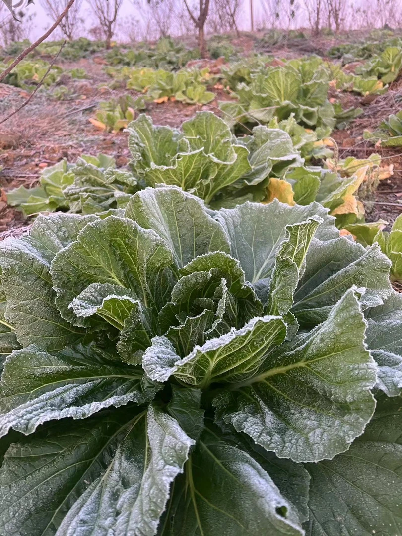 无品牌随州露天新鲜蔬菜山坡霜冻叉片白菜散白菜净重3斤包邮