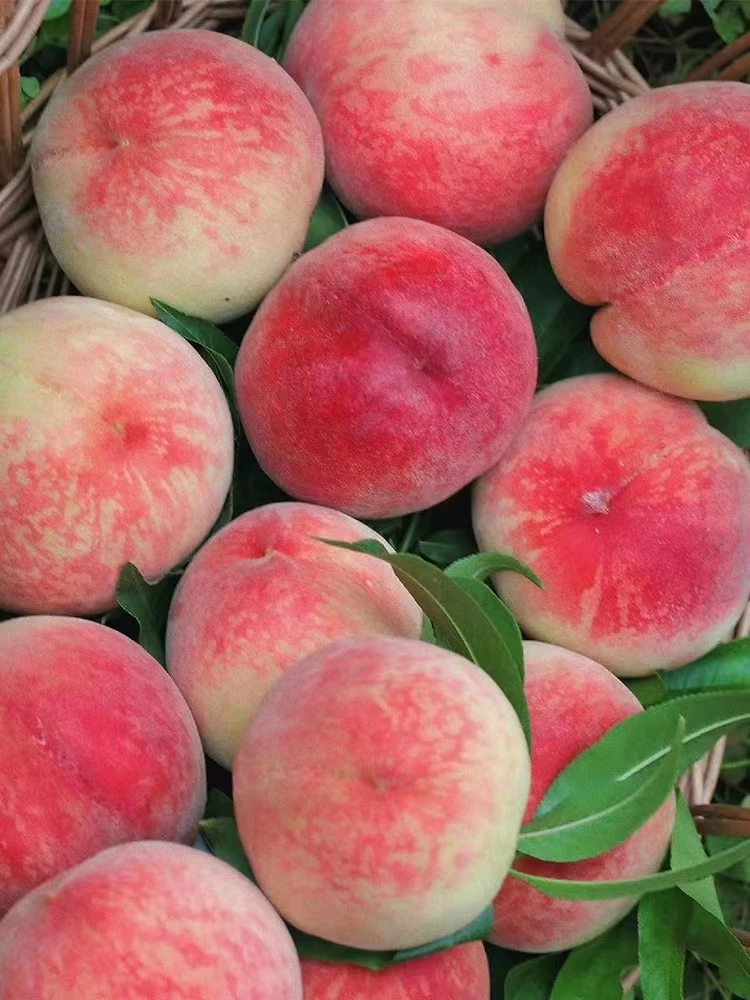 顺丰包邮湖北随州水蜜桃新鲜水果5斤脆甜毛软桃子应季整箱3斤包邮