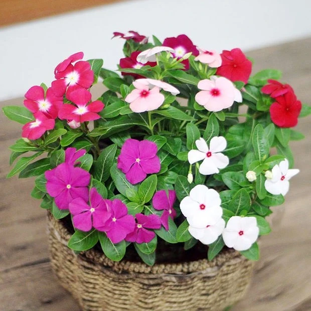 混色四季开花种孑种日日春花种子春季室内阳台庭院花草种籽