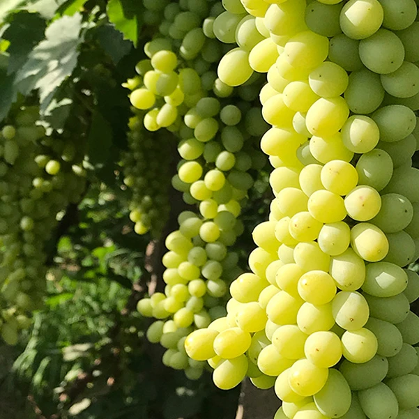 吐鲁番无核白葡萄水果4.5斤顺丰发货