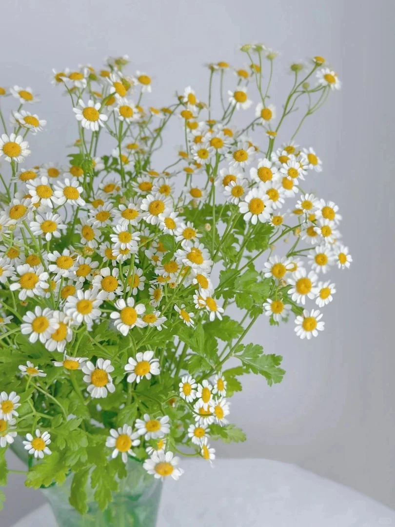 「曼曼」洋甘菊2扎  鲜花任意满两单包邮拒收不售