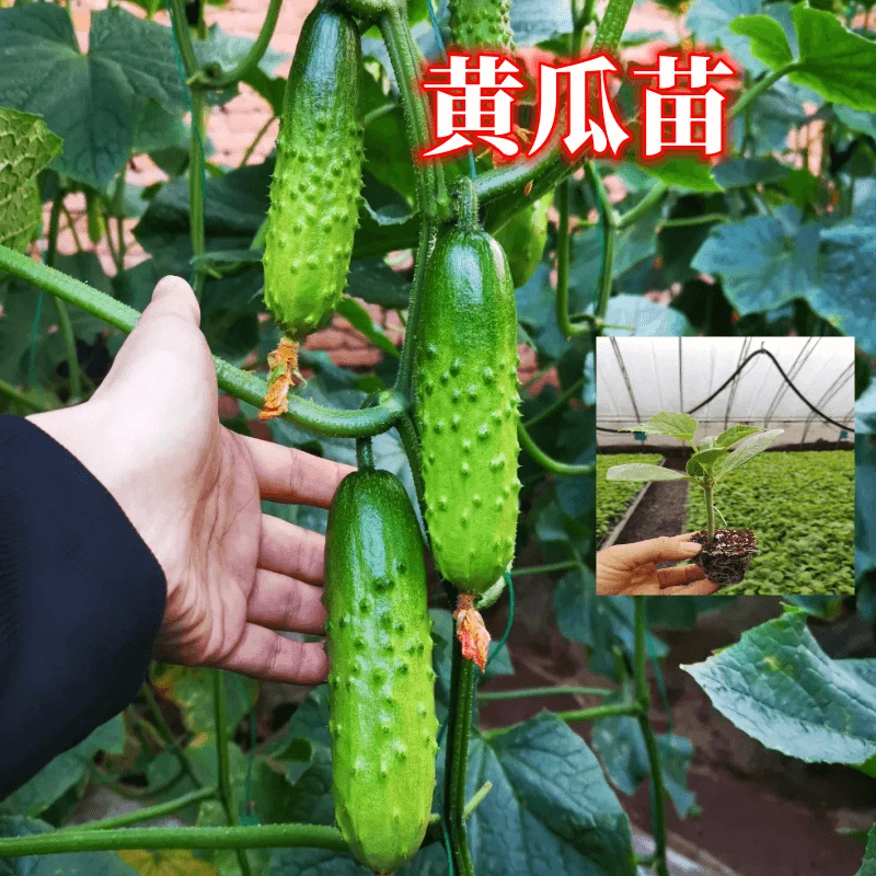 黄瓜秧苗苦瓜秧苗水果黄瓜苗罕黄瓜苗南北方四季阳台盆栽地栽