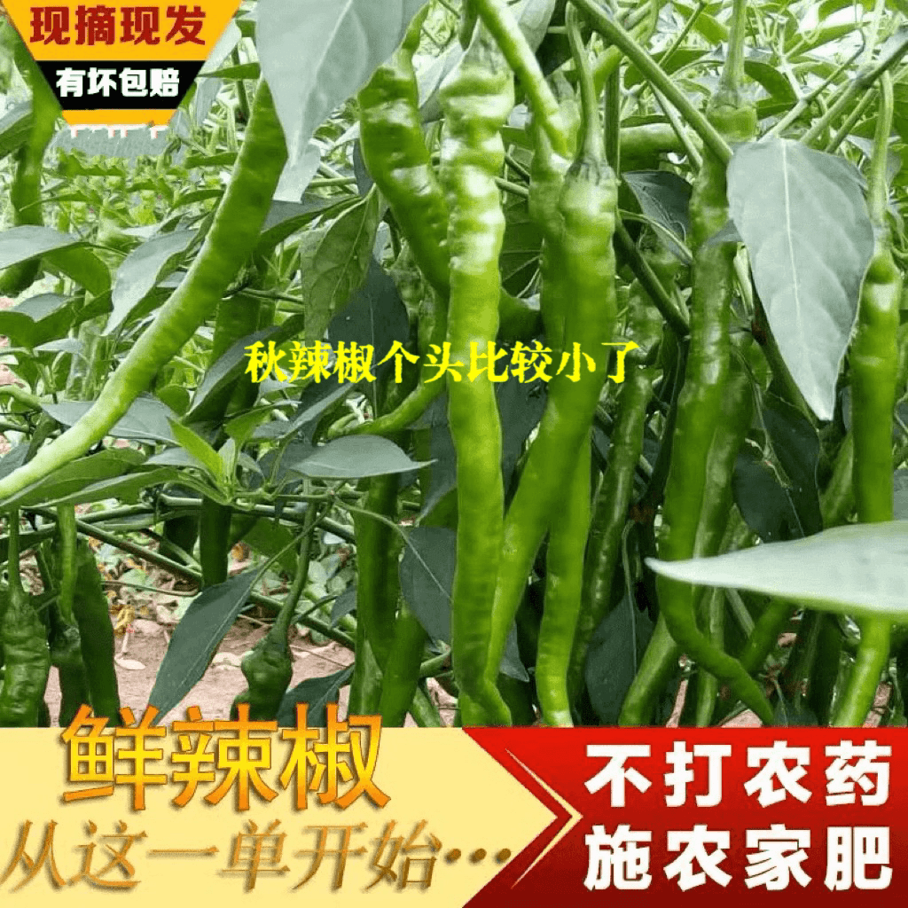 湖南本地辣椒皮薄皮软螺纹椒螺丝椒青椒辣农家肥自辣椒
