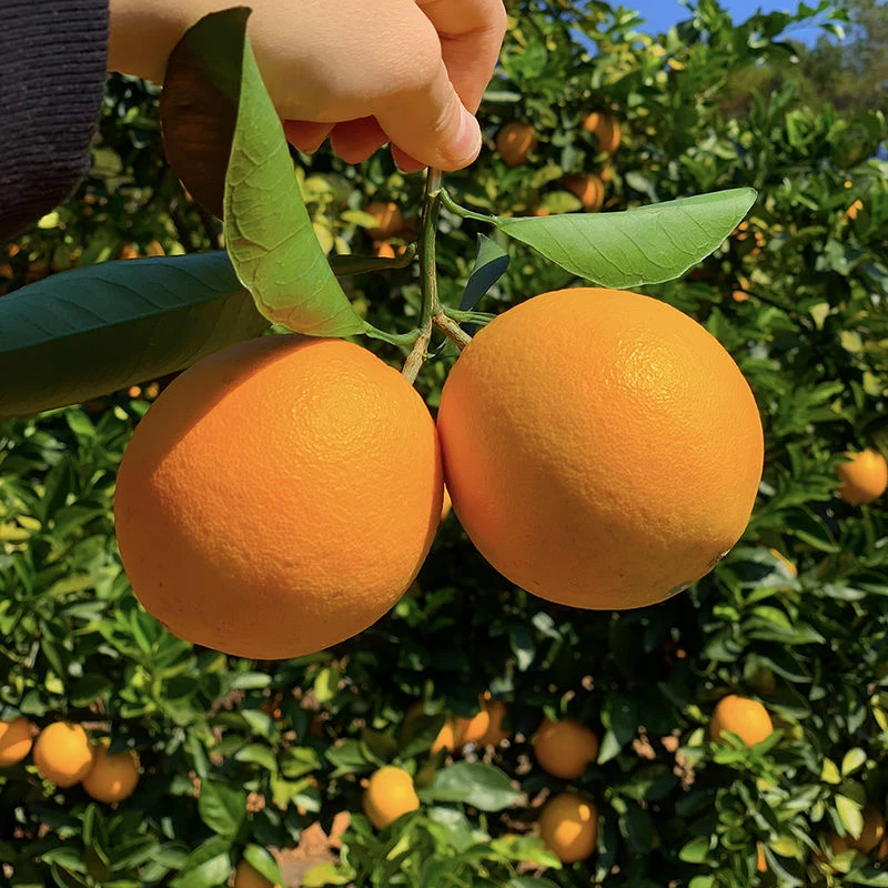 正宗赣南脐橙(坏果包赔)产地果园直供鲜嫩多汁净重9斤18.5斤