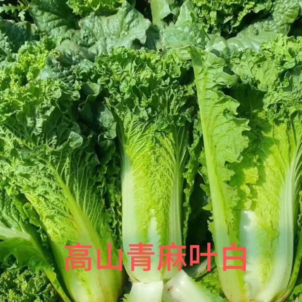 贵州青口白菜火锅白菜麻叶菜高山露天农家种植蔬菜新鲜青口白菜