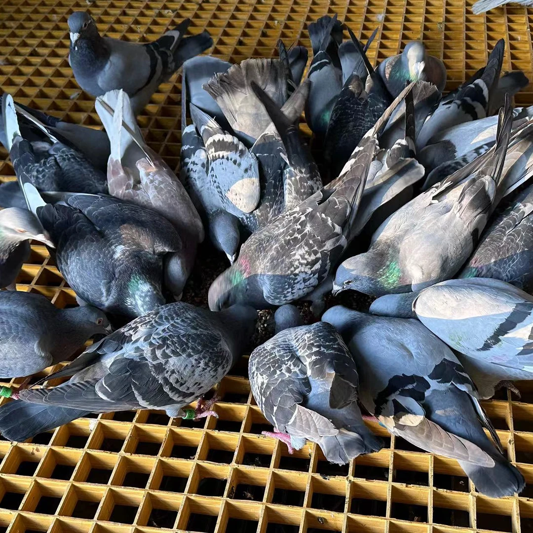 【发顺丰】云南高原山区 信鸽种鸽 1只 430克左右