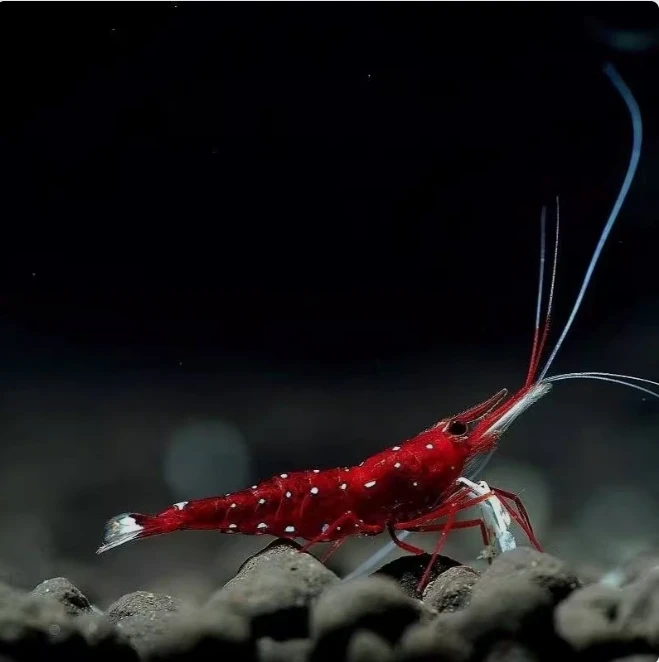 苏虾白袜观赏虾宠物虾苏拉威西虾人工苏虾自来水养殖苏虾包邮