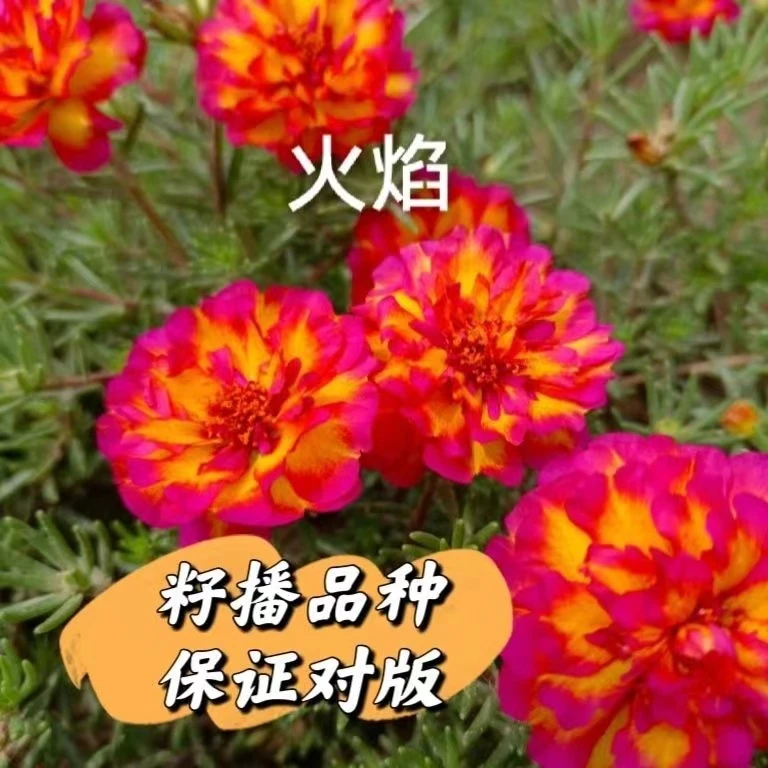 稀有大花重瓣籽播品种带根重瓣太阳花苗五彩混色阳台外院花卉绿植