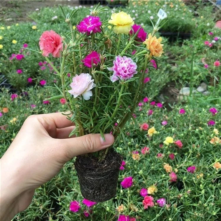 [1带根带花苞带土]太阳花苗混色重瓣盆栽花四季开花室外阳台庭院