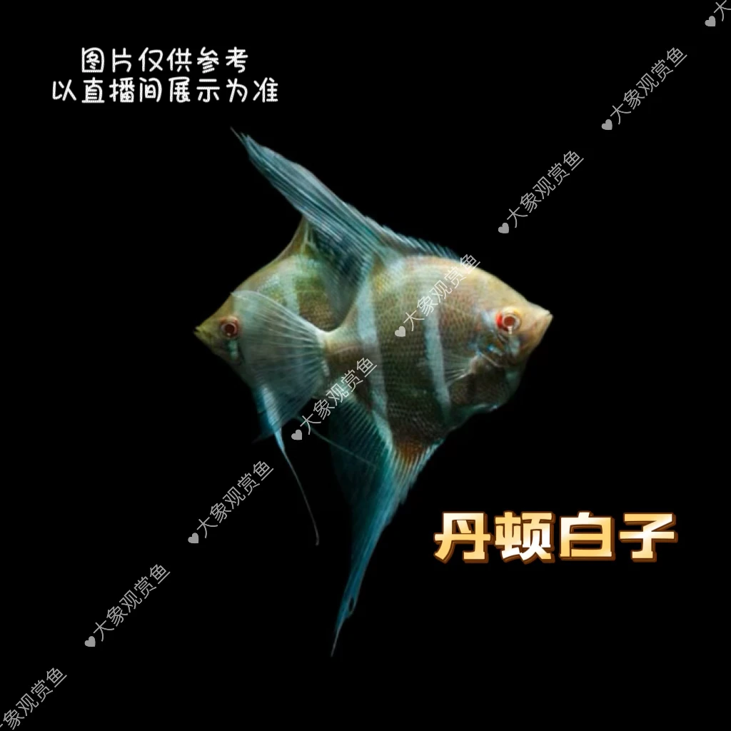 神仙鱼，丹顿白子神仙鱼
