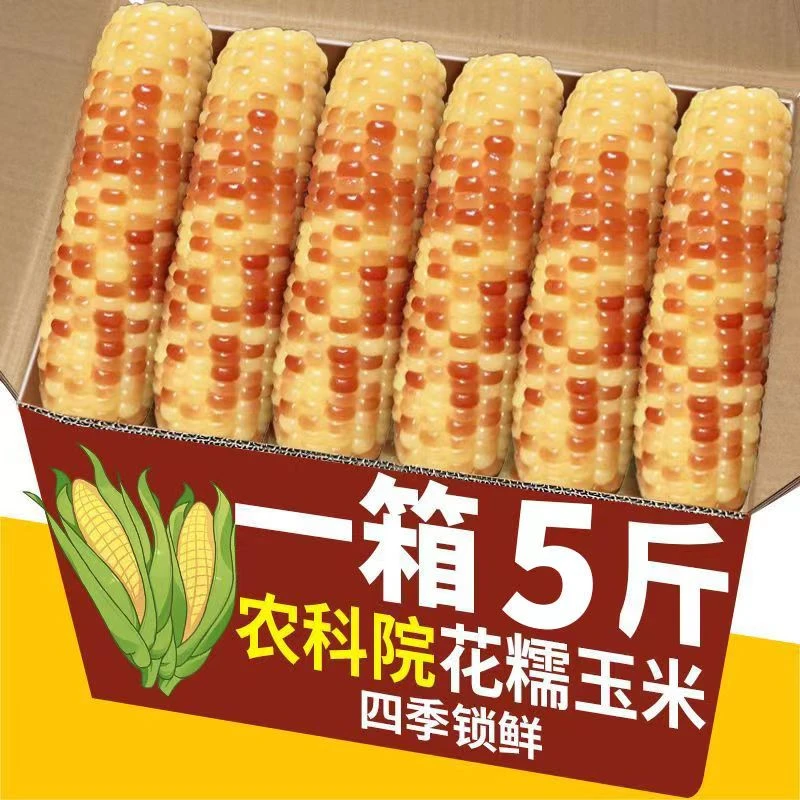 云南西双版纳香糯小玉米新鲜真空即食傣族甜粘花糯玉米棒早餐粗粮