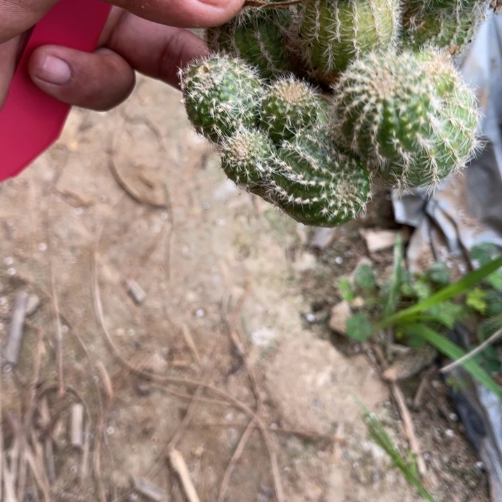 仙人球彩草仙人球33