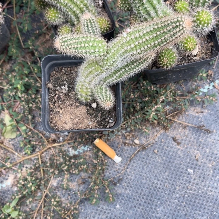 白檀仙人球财富白檀38