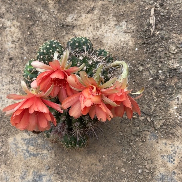 h****a丽花仙人球丽花77