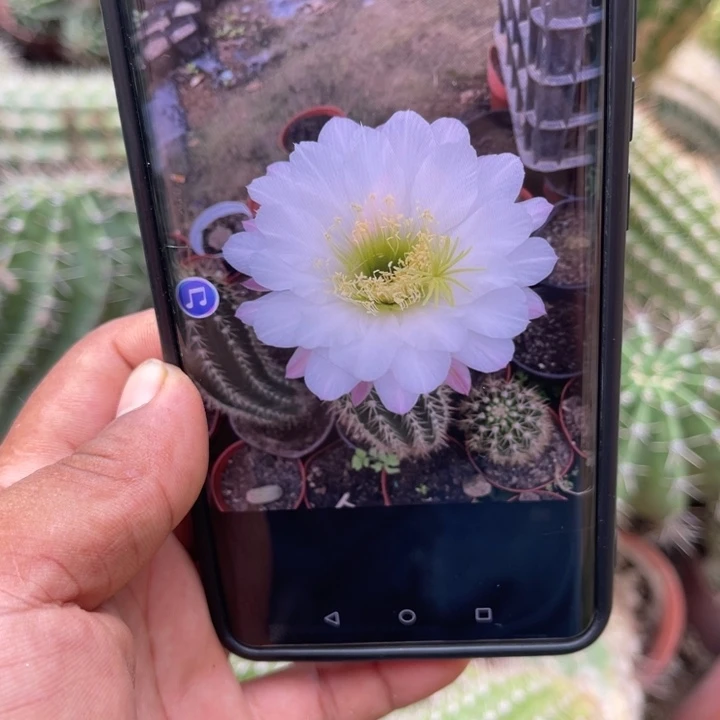 白花毛花侧芽仙人球