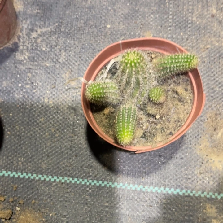 白檀02仙人球白檀158
