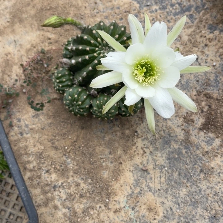 静**初丽花仙人球丽花82