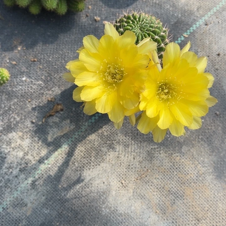 丽花仙人球丽花354