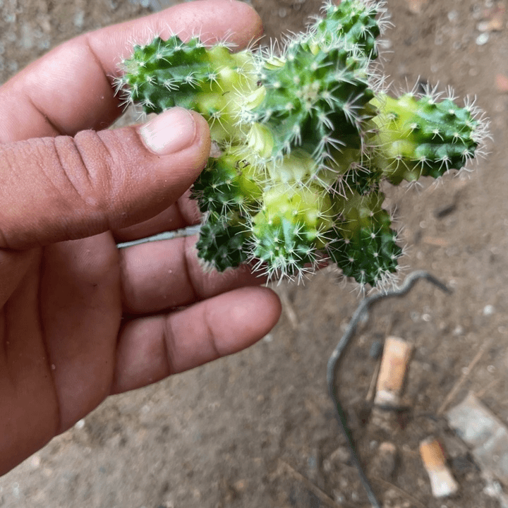 半锦虾仙人球288
