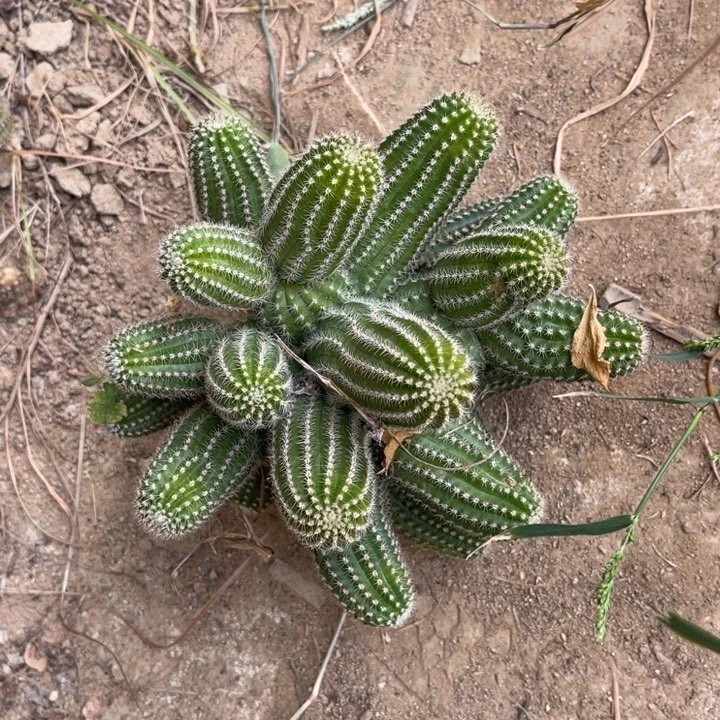 春***＾白檀仙人球白檀68