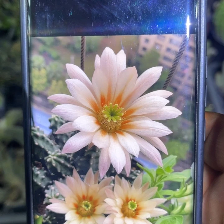 桃太郎仙人球侧芽随机