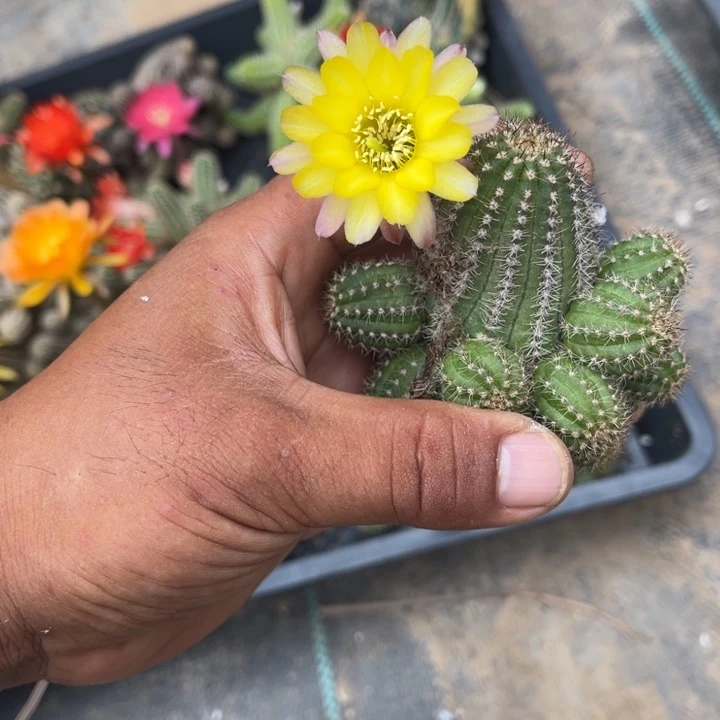 矮胖白檀仙人球55