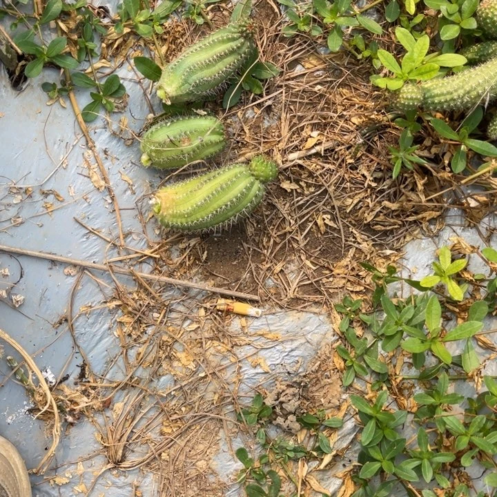 矮胖白檀仙人球随机175