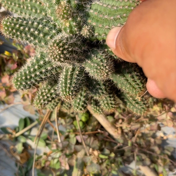 做****）白檀仙人球白檀230