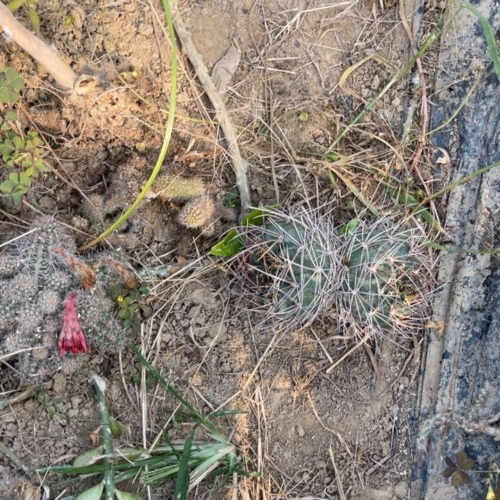 ?*黑喉仙人球丽花379