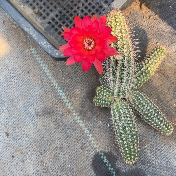白檀仙人球303侧芽随机