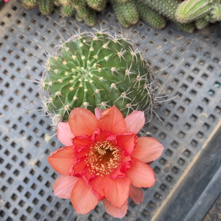 丽花仙人球丽花215