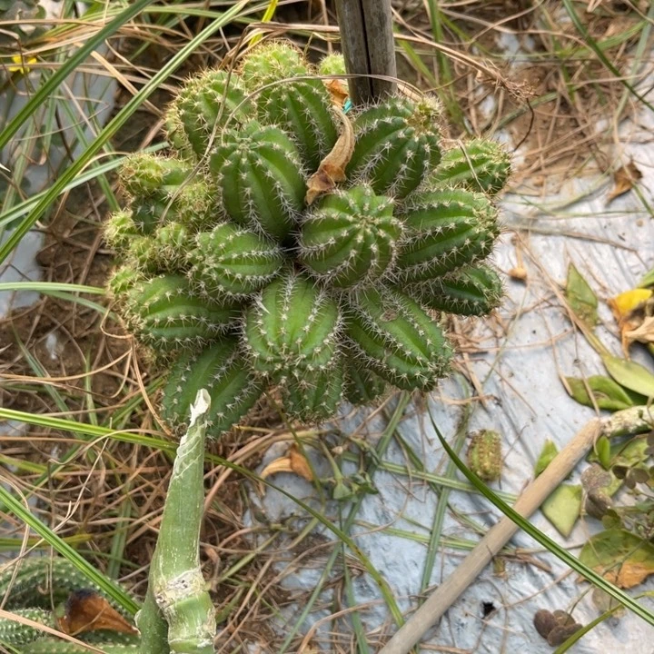 矮胖白檀仙人球白檀184