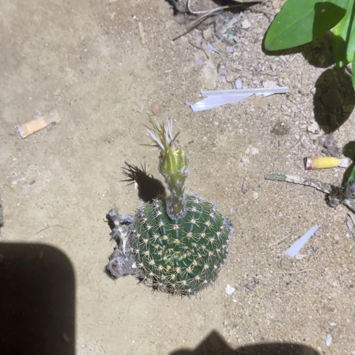 童*乐丽花仙人球丽花275