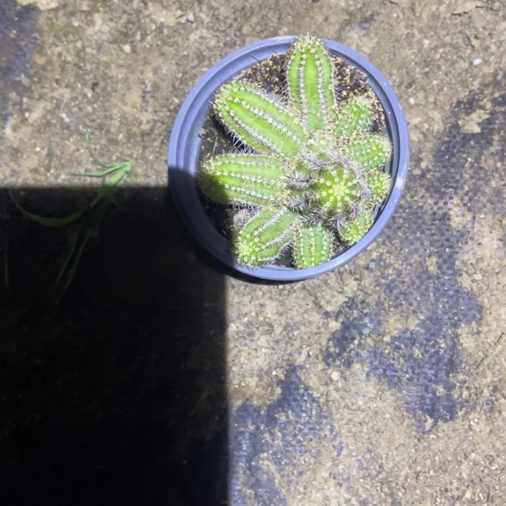 妮丽莎白檀仙人球白檀297