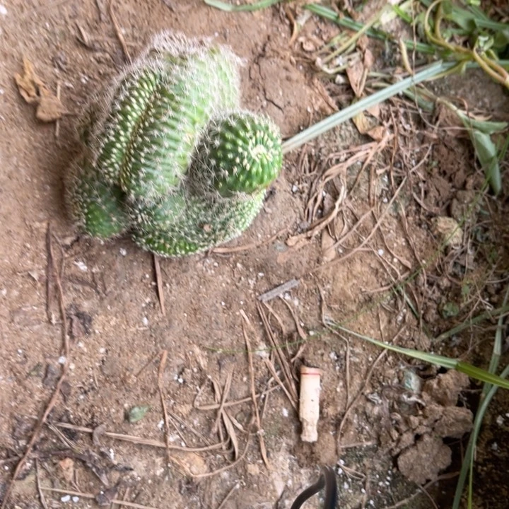 彩草仙人球彩草32