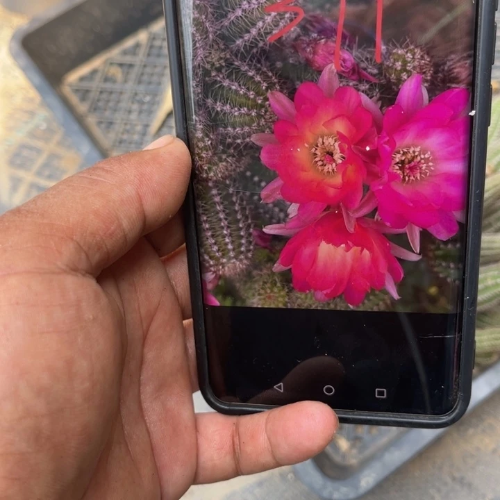 白檀311侧芽仙人球随机
