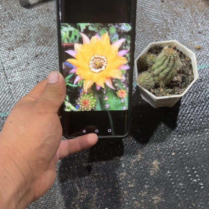 矮胖白檀伯恩斯坦266