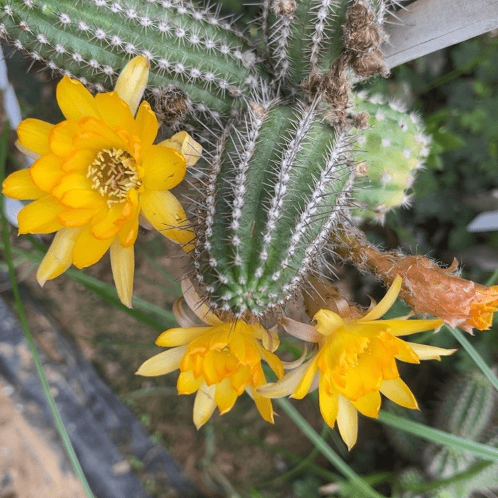 白檀974仙人球白檀侧芽