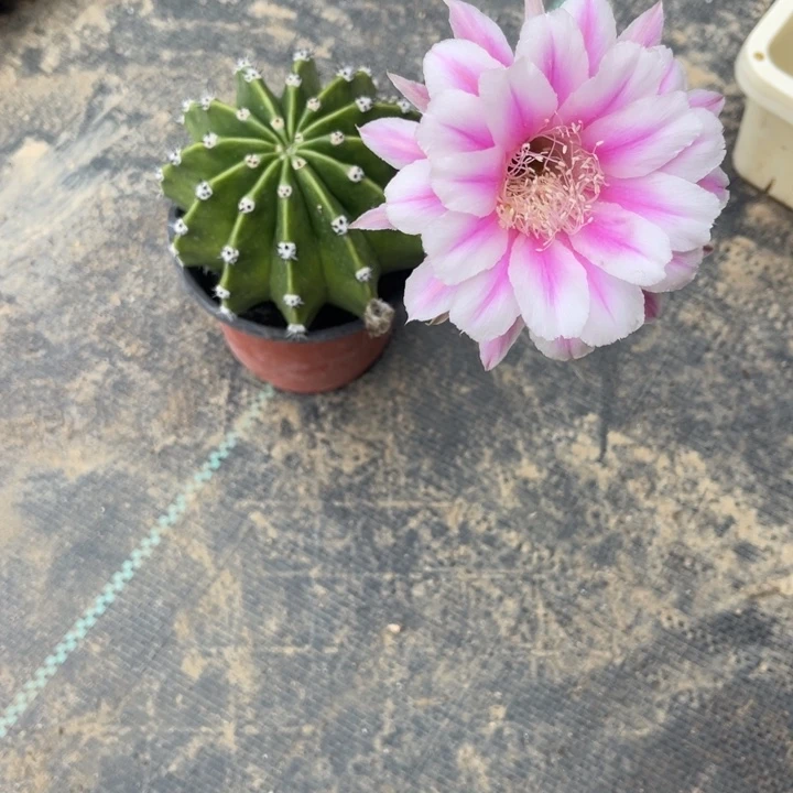 彩草仙人球彩草345