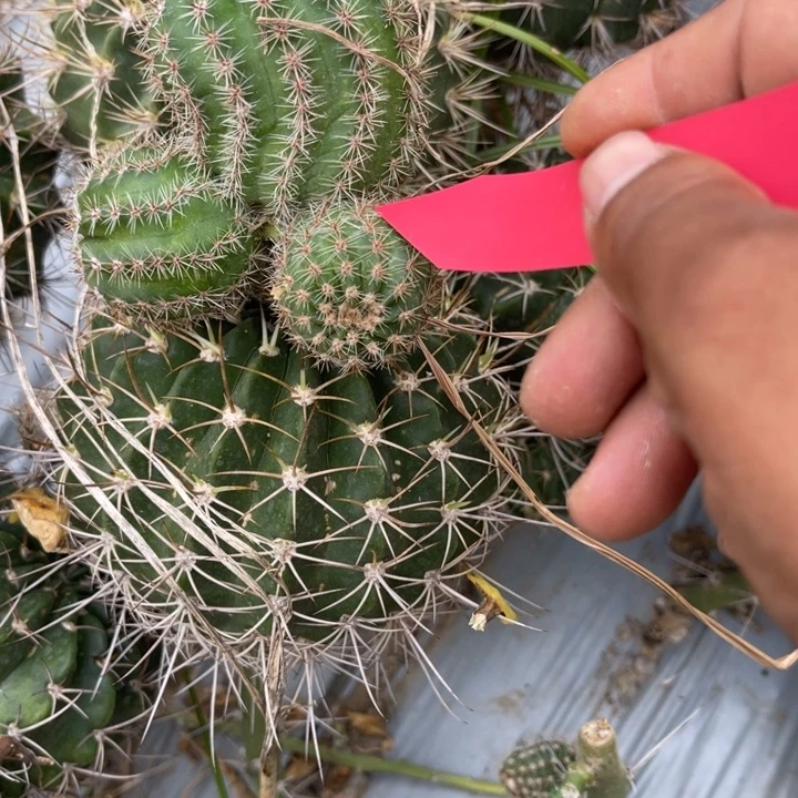 傲**兰黄白仙人球彩草2