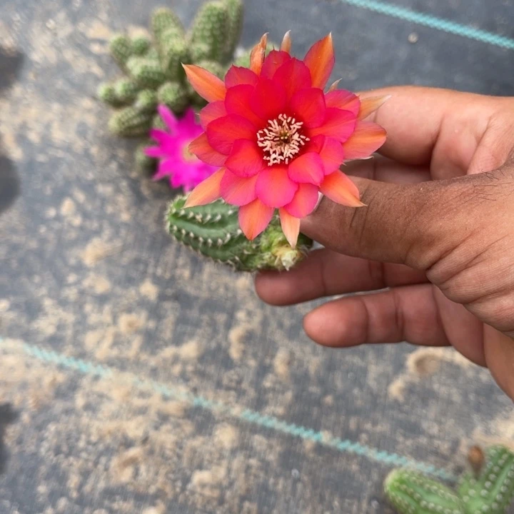 矮胖白檀仙人球侧芽