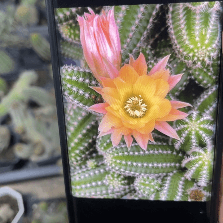 白檀987侧芽随机