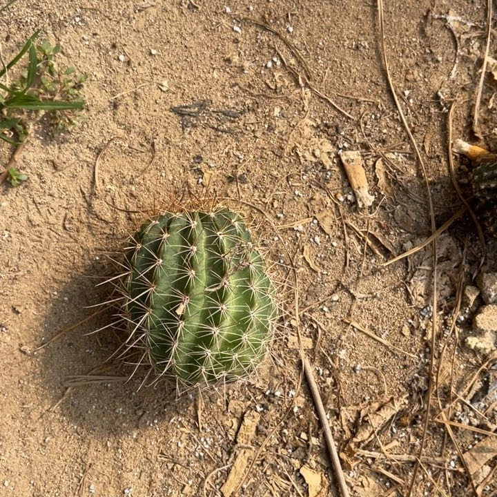 春***＾黑喉仙人球丽花394