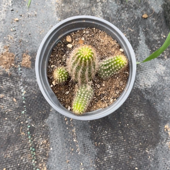 白檀02仙人球249
