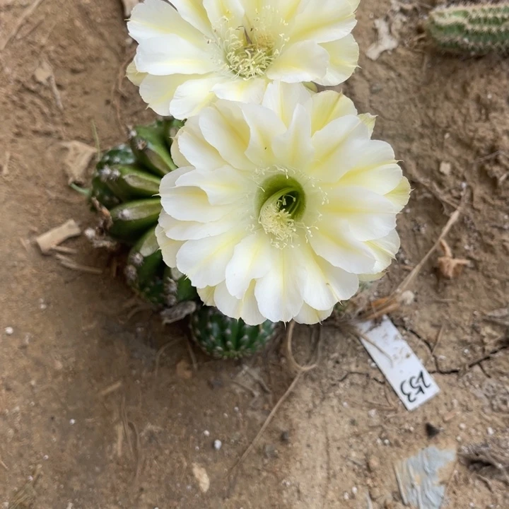 黄白仙人球彩草115