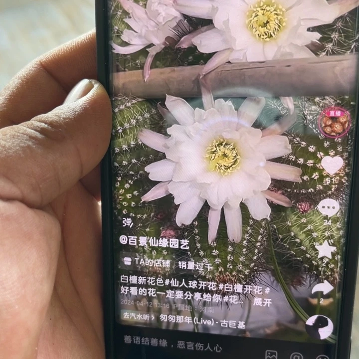 扬*卷瓣白檀仙人球侧芽398