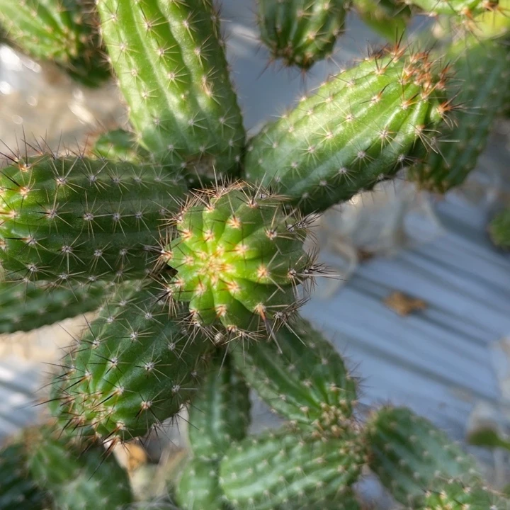 h****a白檀仙人球657白檀264