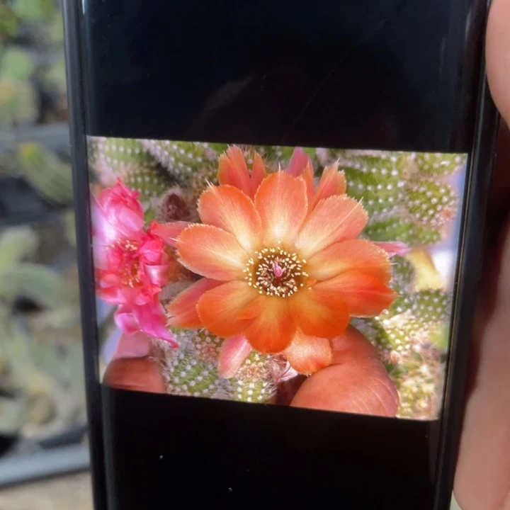 白檀晚霞仙人球侧芽