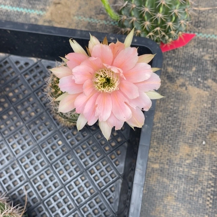 h****a丽花仙人球丽花87
