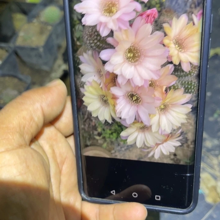 白檀315侧芽随机仙人球